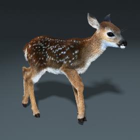 Fawn(Baby Deer)(FUR)(RIGGED)